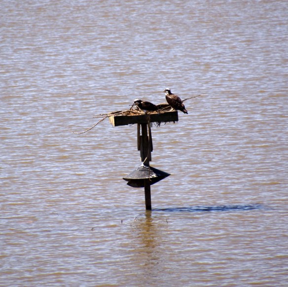 Lin and Michael's Photos