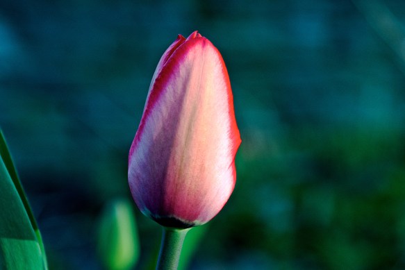 Lin and Michael's Photos