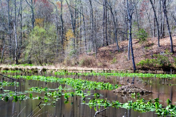 Lin and Michael's Photos