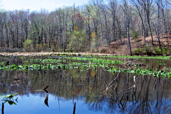 Lin and Michael's Photos