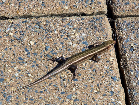 Lin and Michael's Photos