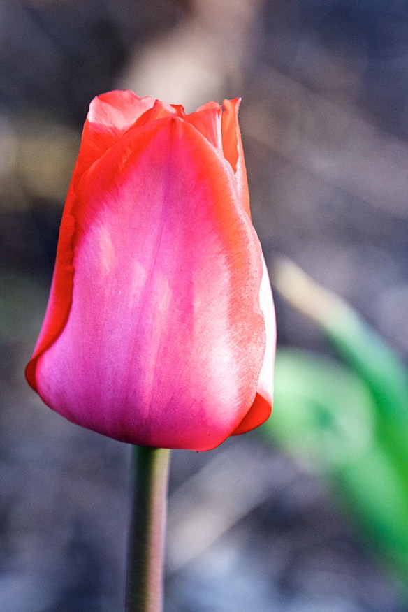 Lin and Michael's Photos