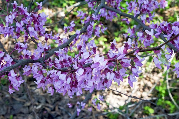 Lin and Michael's Photos