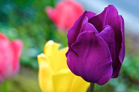 Lin and Michael's Photos