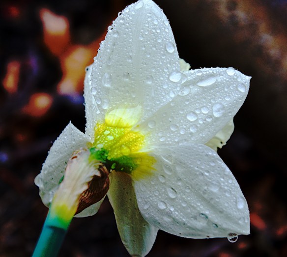 Lin and Michael's Photos