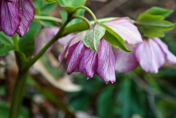 Lin and Michael's Photos