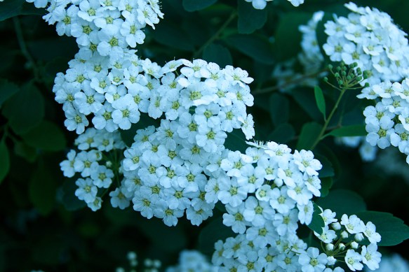 Lin and Michael's Photos