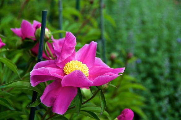 Lin and Michael's Photos