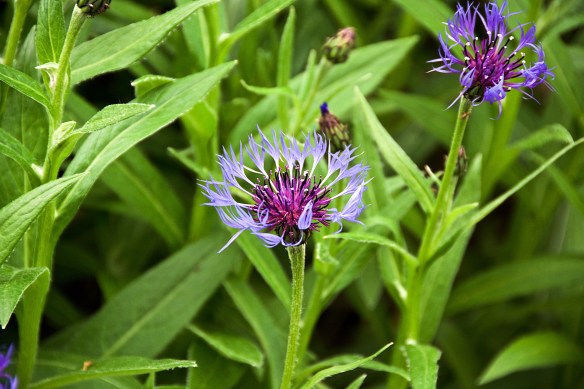 Lin and Michael's Photos