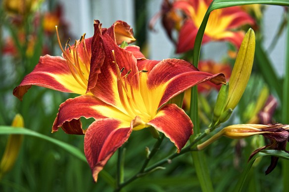 Lin and Michael's Photos