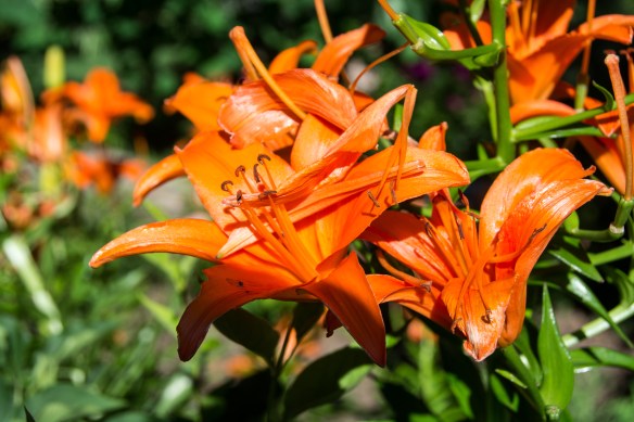 Lin and Michael's Photos