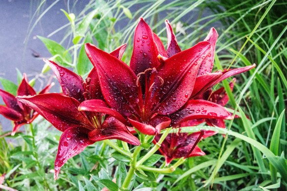 Lin and Michael's Photos