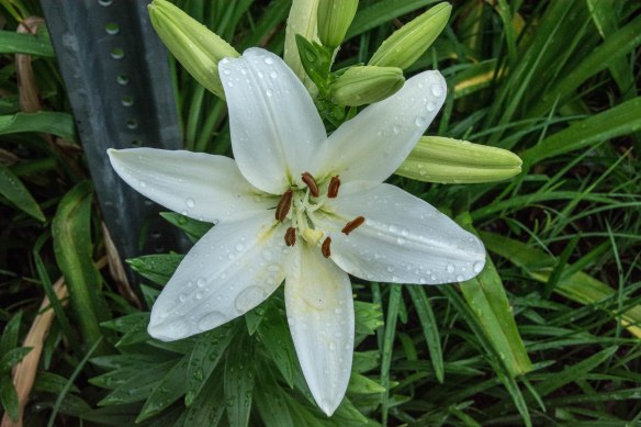 Lin and Michael's Photos