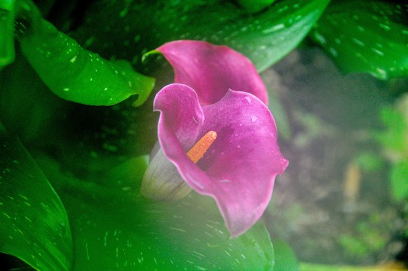 Lin and Michael's Photos