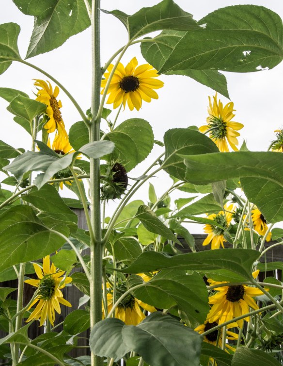 Lin and Michael's Photos