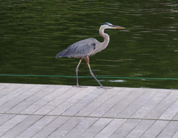 blue heron, water, Annapolis, Naval Academy