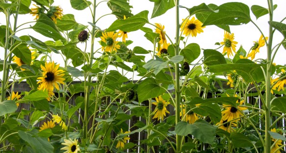 Lin and Michael's Photos