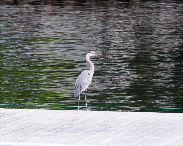 Lin and Michael's Photos