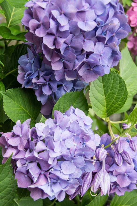 Shades of Lavender-1 (1 of 1)