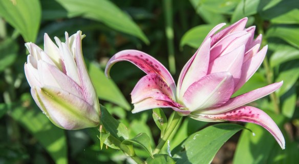 Lin and Michael's Photos