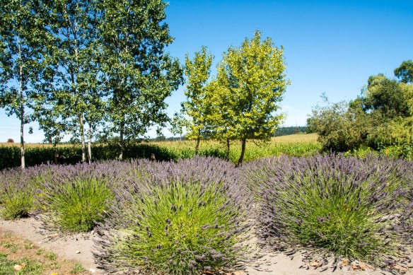 Lavender Fields