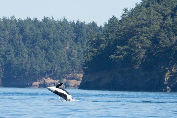 Orca breeching 2
