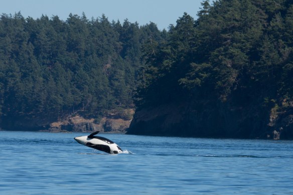 Orca Breeching 3
