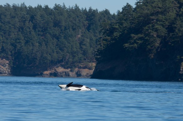 Orca Breeching 