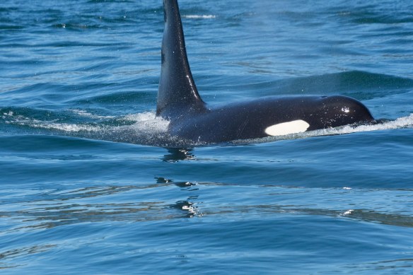 Orca surfacing 2