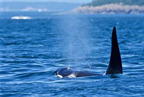 Orca Surfacing