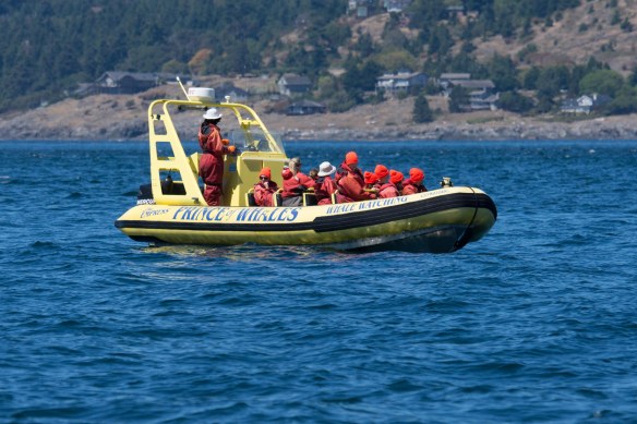 Orca whale watchers