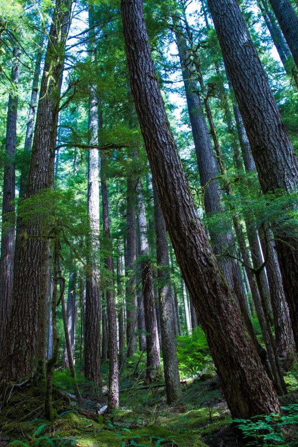 Tall trees in Hoh Rain Forest