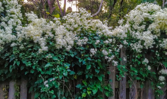 Lin and Michael's Photos