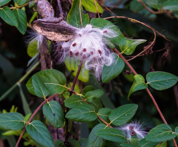 Milkweed