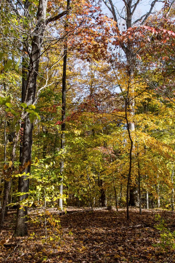 Lin and Michael's Photos