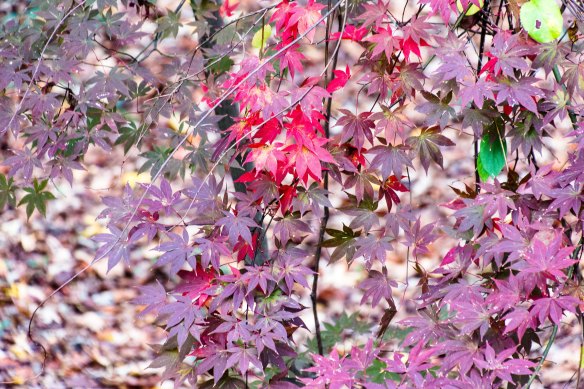 Lin and Michael's Photos