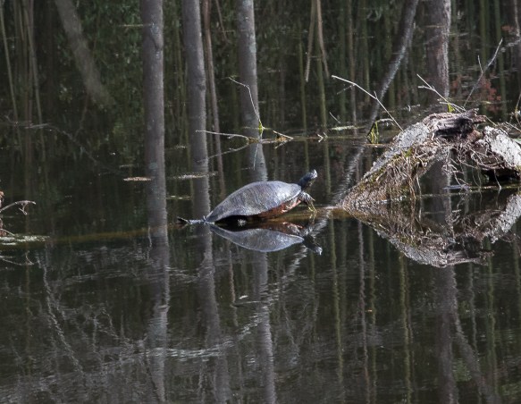 Lin and Michael's Photos