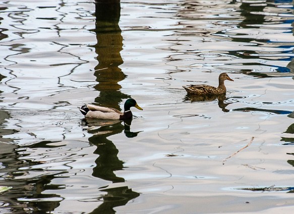 Lin and Michael's Photos