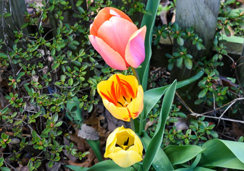 Lin and Michael's Photos