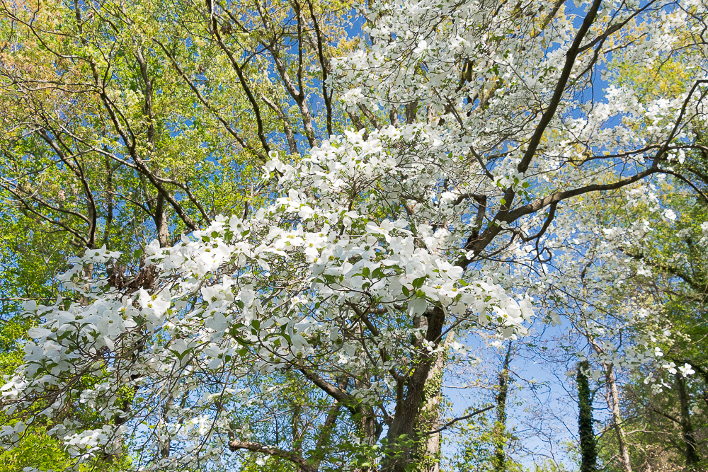 Lin and Michael's  Photos