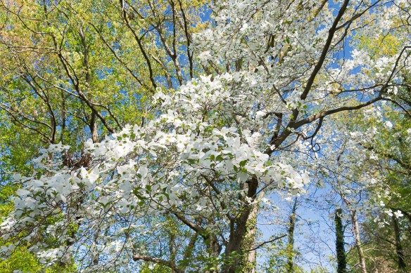 Lin and Michael's  Photos