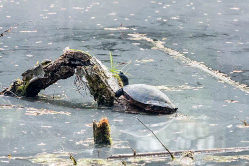 Lin and Michael's Photos