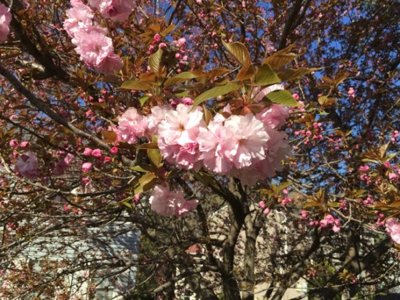 Lin and Michael's Photos