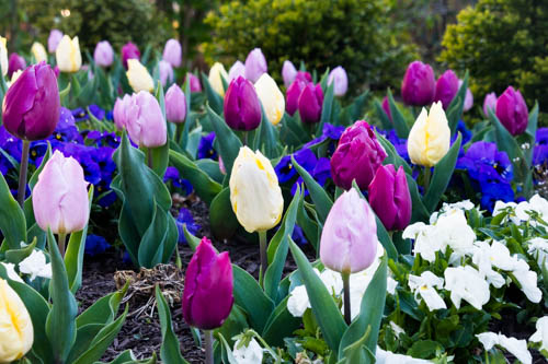 Lin and Michael's Photos