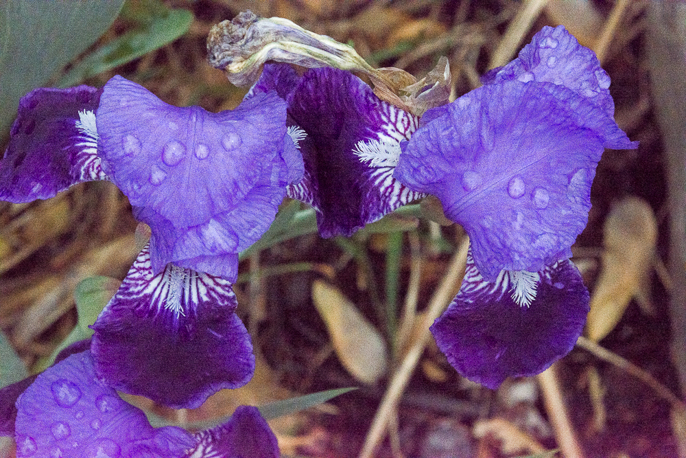 Lin and Michael's Photos