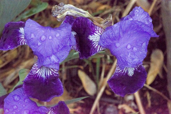 Lin and Michael's Photos