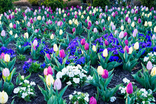 Lin and Michael's Photos