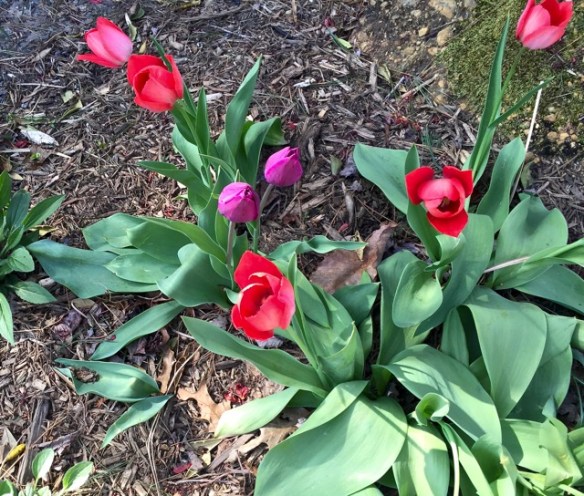 Lin and Michael's Photos