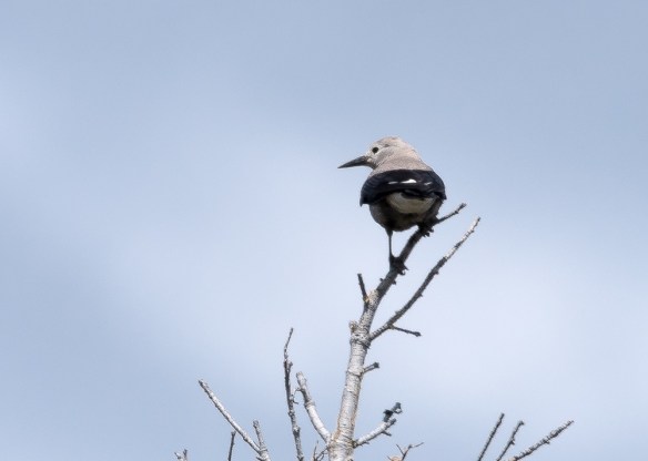 Lin and Michael's Photos