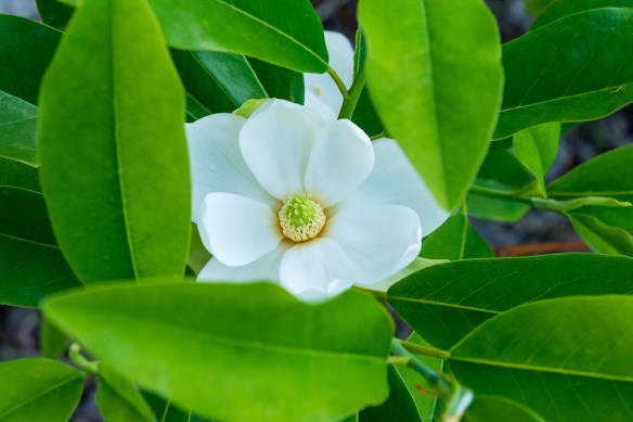 Lin and Michael's Photos